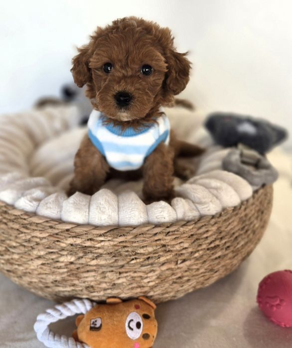 Пудел той Poodle toy /Maltipoo Малтипу