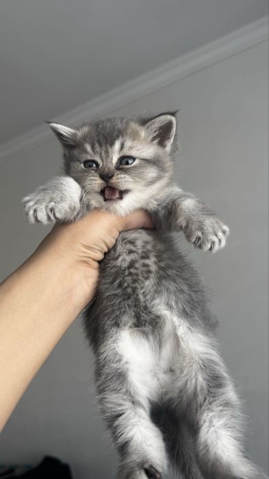 Sctosh strayt mushuk