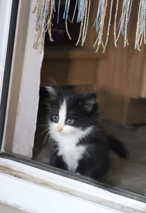 Котята «Као мани» породистые