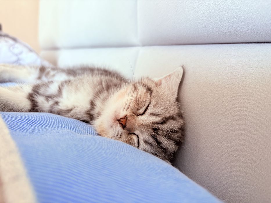 Британский котенок
