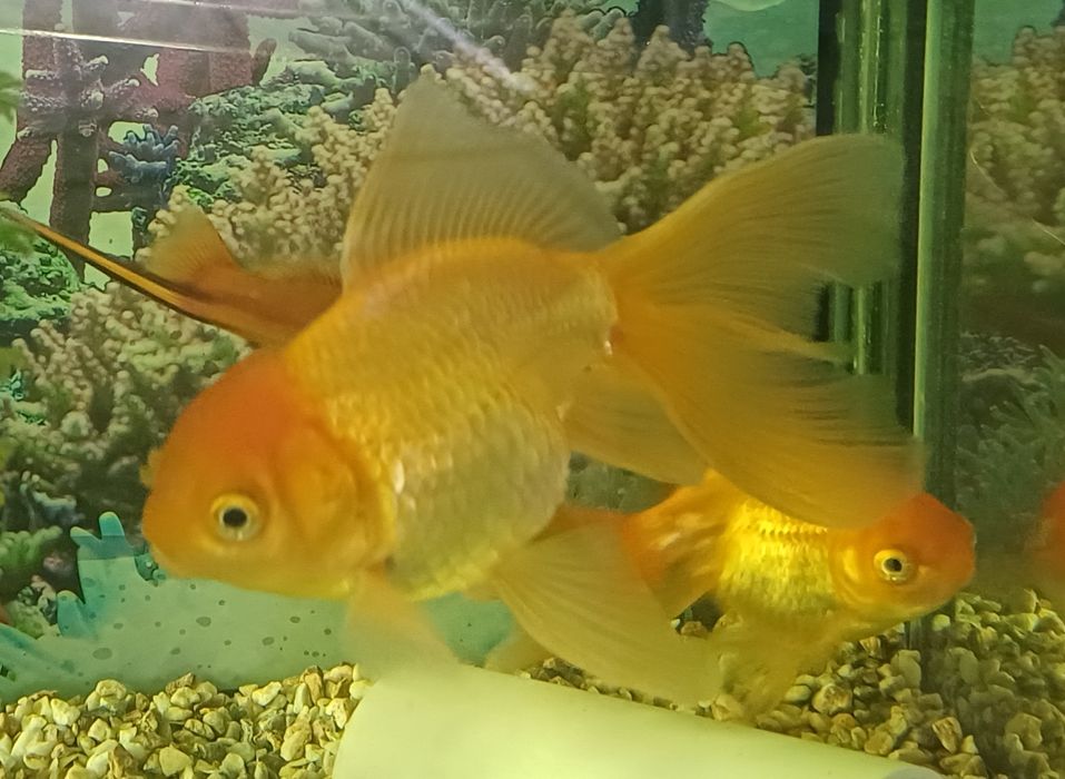 Продам золотую рыбку, оранда