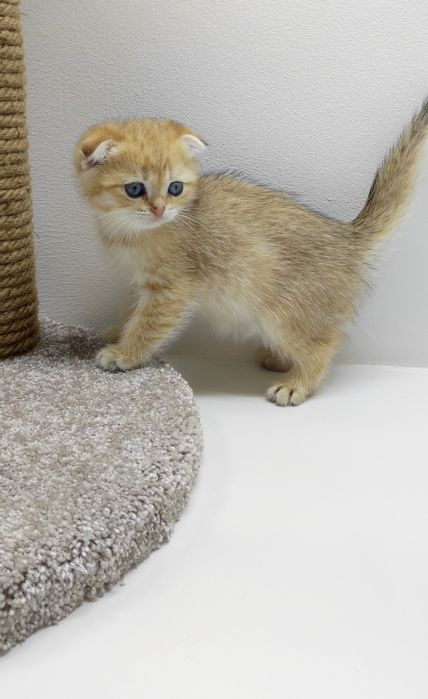 Кошечки и коТики шотландские/