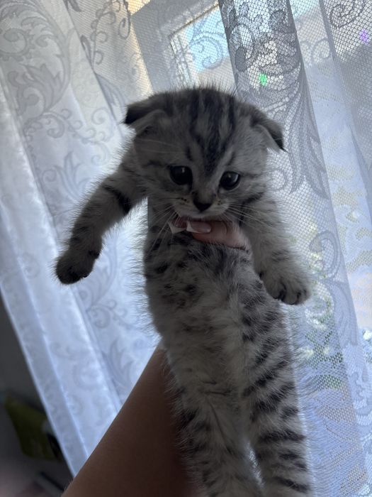 Вислоухие котята