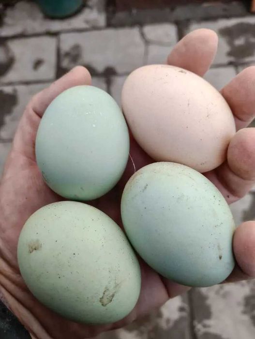 Куры микс продам.