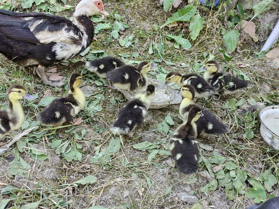 De vânzare boboci de rață mută – sănătoși și crescuți natural!
