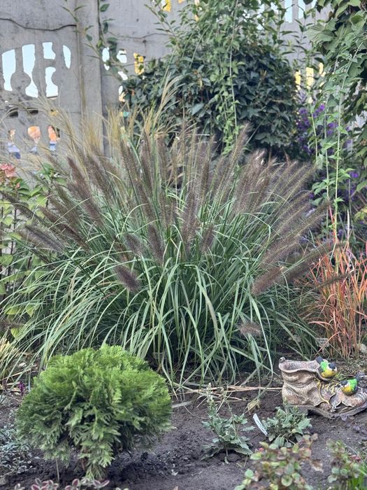 Продам злаки для сада