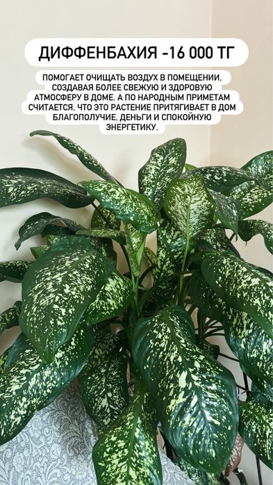 Продам цветы комнатные