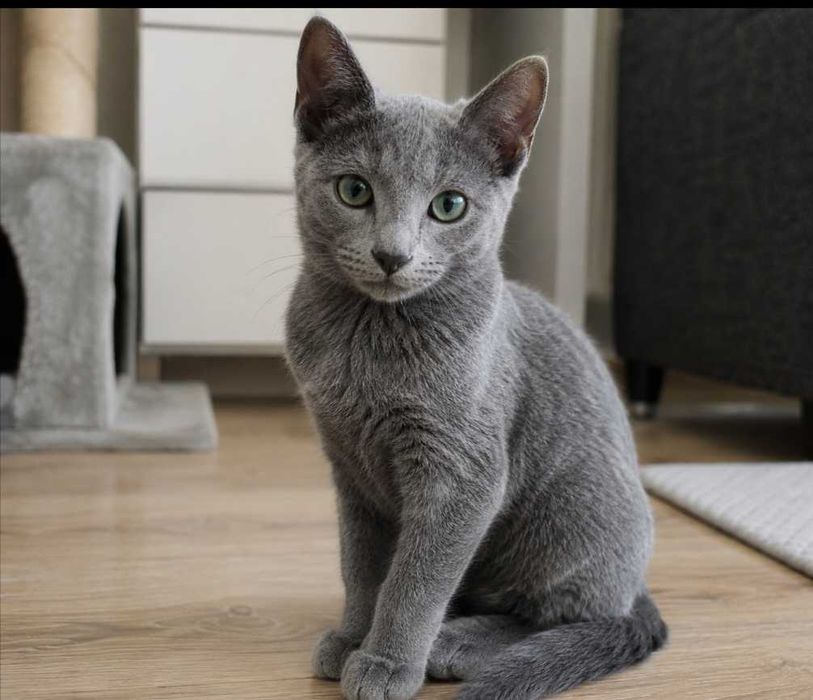 Отдам котёнка мальчик
