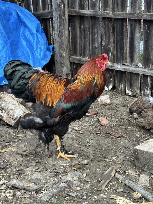 Disponibila pereche brahma potarnichiu