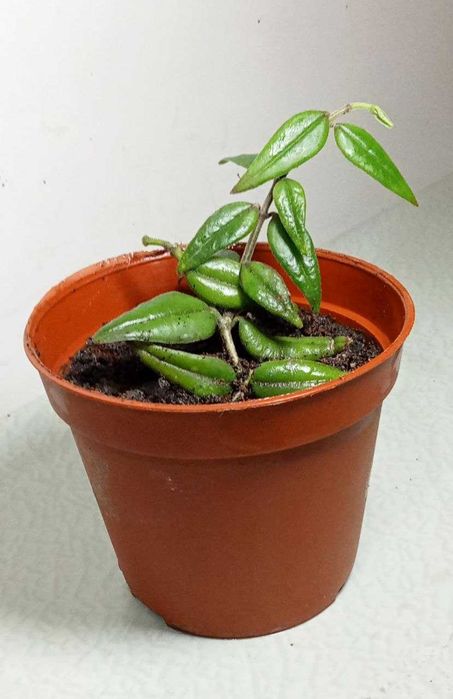 Продам. Хойя  Белла прекрасная –  редкое красиво цветущее растение.