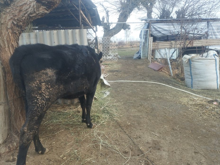 Buguz mollar soriladi