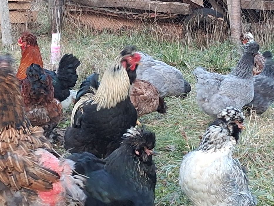 Vând ouă de la găini de rasă.