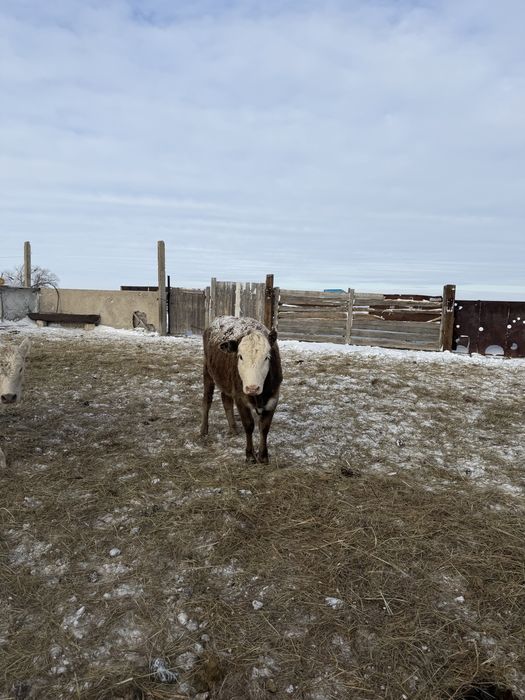 Продается крс ангус аулиеколь
