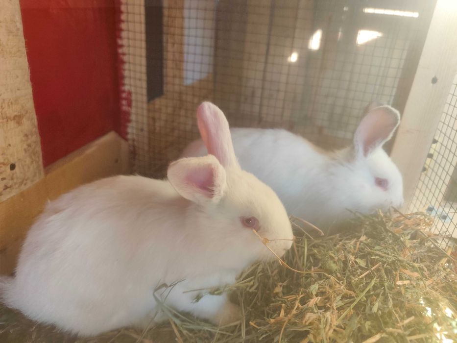 Vând iepurași diferite culori