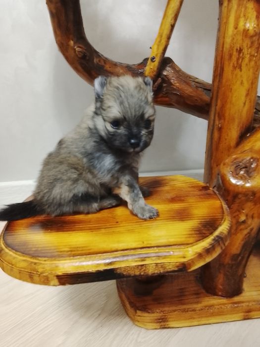 Щенки шпица 250000