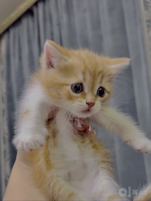 Скоттиш страйт котята
