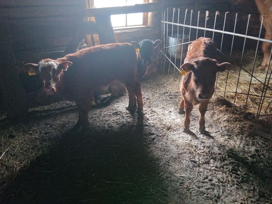 Жабағылар Бұзаулар