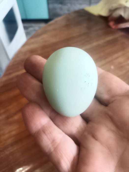 Продам молодку курочек