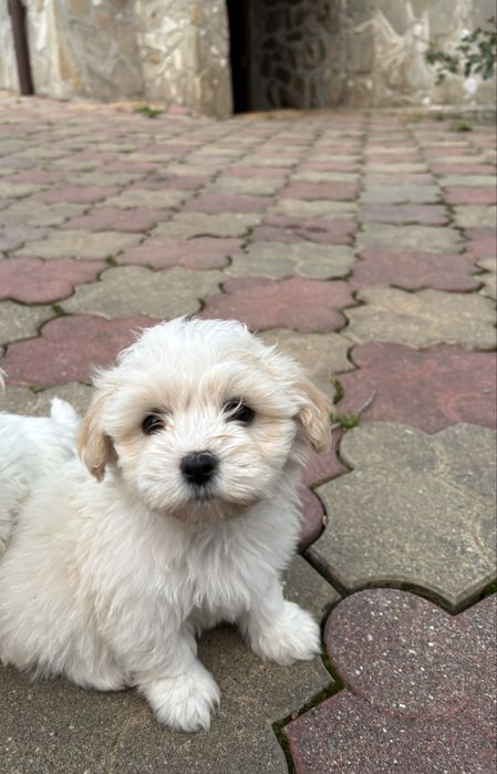 Vand Bichon Maltez
