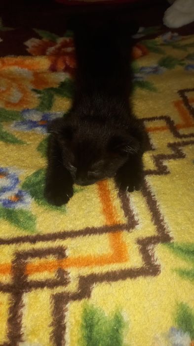 Котики отдам даром