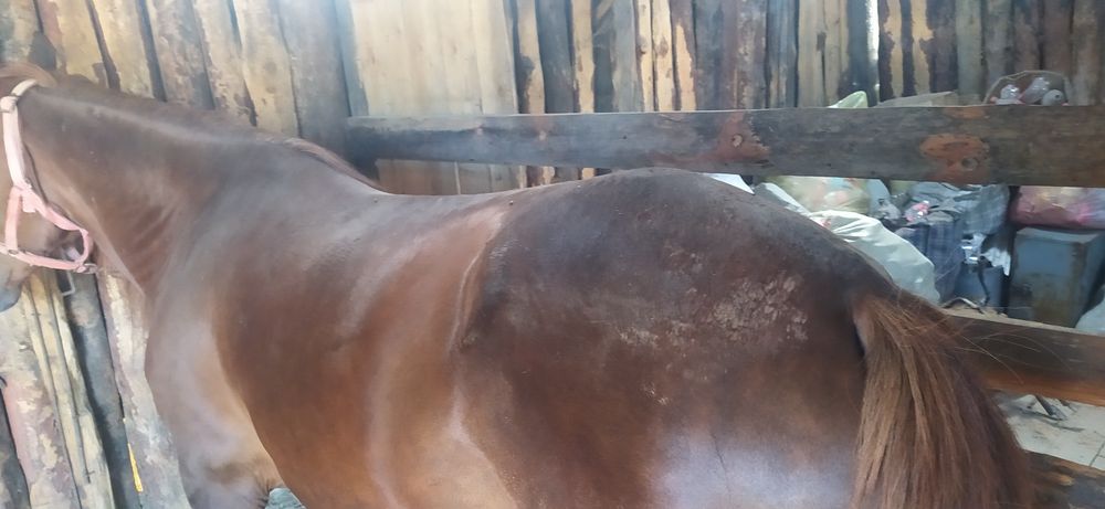 Семіз бие сатамын