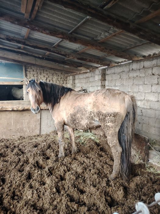 Семиз бие сатылады