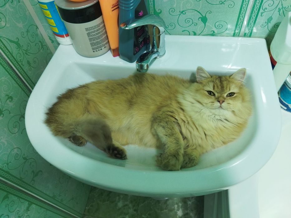 Золотой шиншилла киз бола 1 йошда тугмаган оналикка тайëр