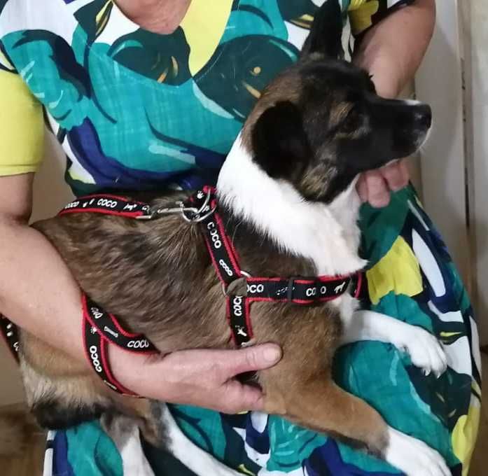 Потерялась собака!