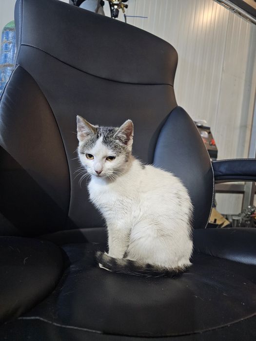 URGENT – adopție pui de pisică