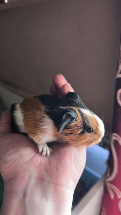 Морские свинки продам