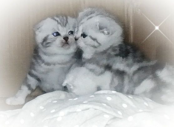 Котята мраморные вислоухие