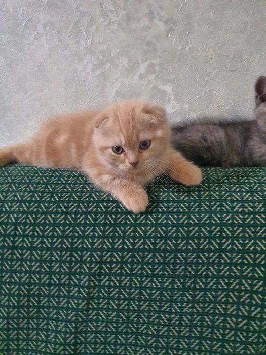 Скотиш фолд девочка
