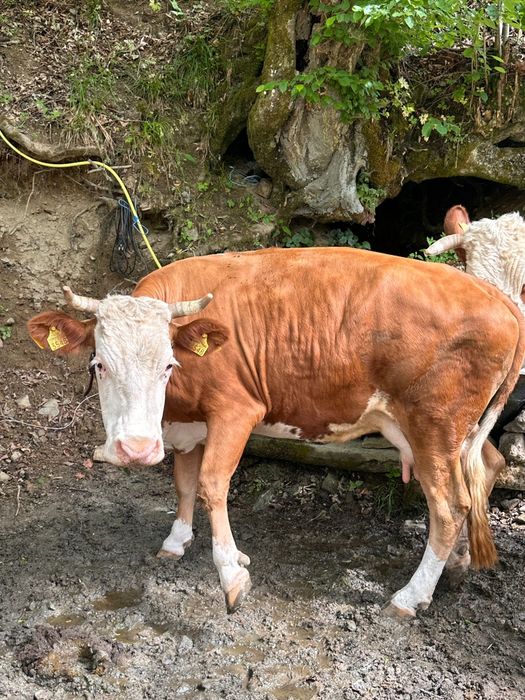 Vaca cu vițea de vanzare