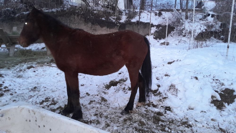 1Айгыр 1 буаз биемен