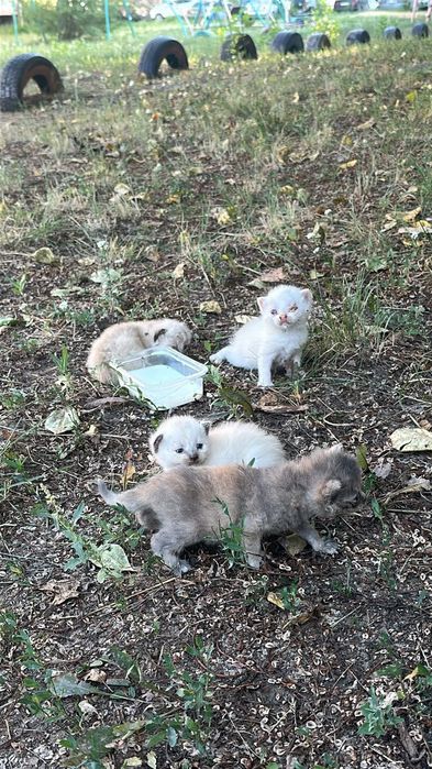 Отдам котёнка-девочку бесплатно в добрые и ответственные руки.