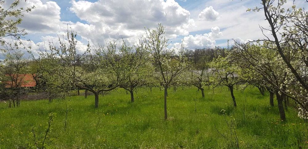 Casa cu teren de vanzare Targu Neamt - Oglinzi
