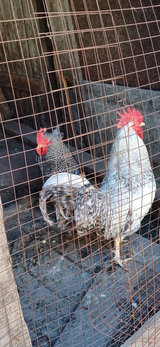 Продаю  домашних  петухов