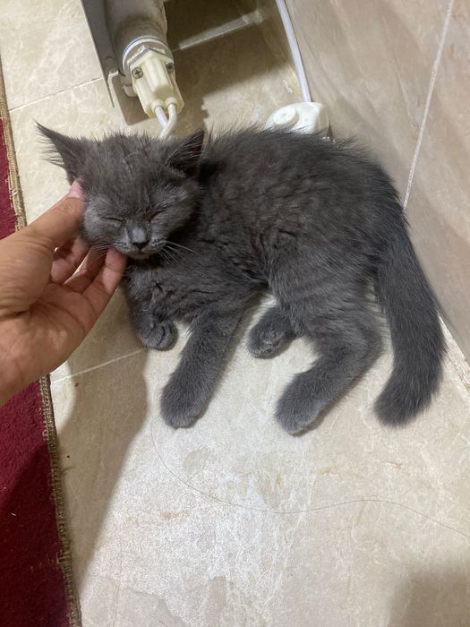 Buvilar porno rasmlar va videolar