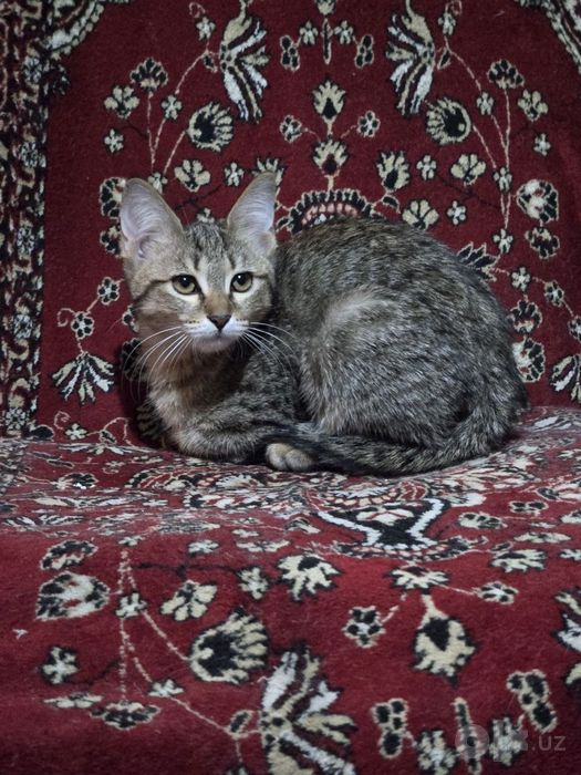 Отдадим в добрые руки замечательных котят