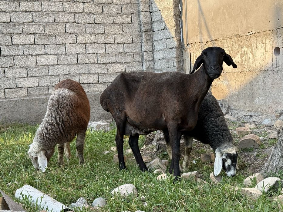 Она бола куй егзак 4 ойдан ошди боллари