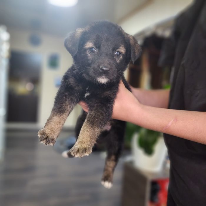 Отдам щенка, в добрые руки, девочка