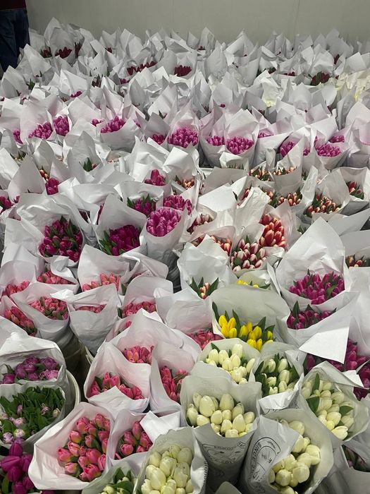 тюльпаны, лола оптом 13.000