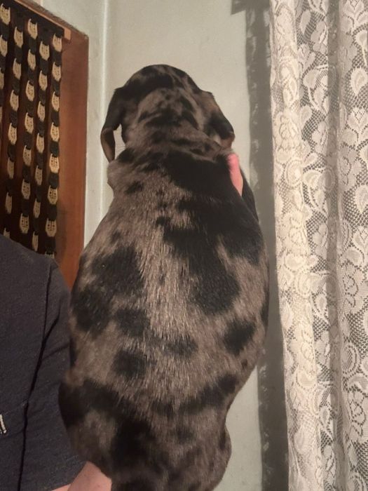 Băiat Teckel Arlechin