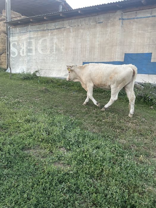 Vitica de un an si 3 luni