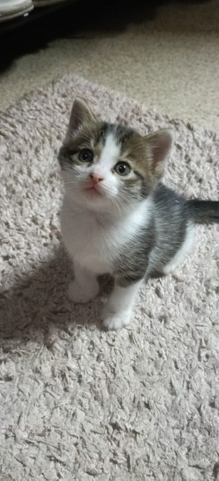 Продам котят в добрые руки