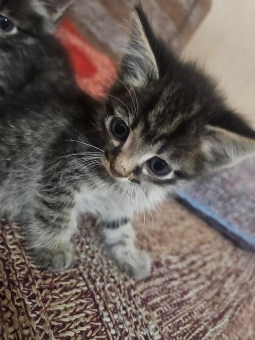 Котёнок мальчишка