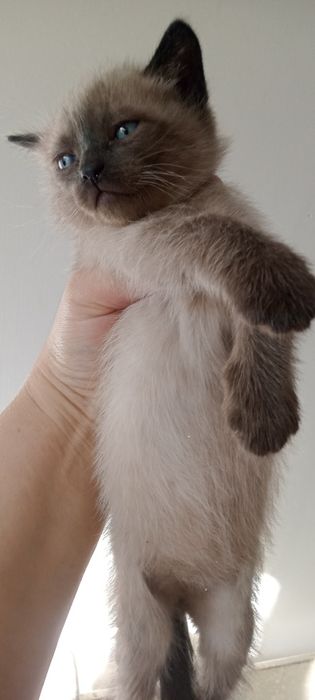 Отдам бесплатно в хорошие руки