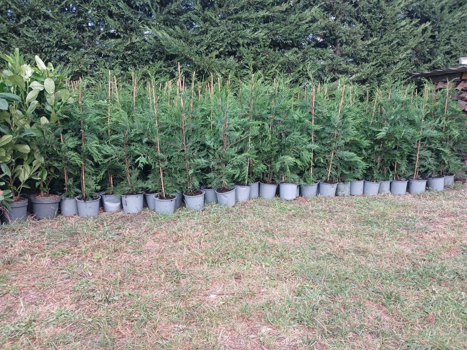 Tuia leylandii  150-180 cm