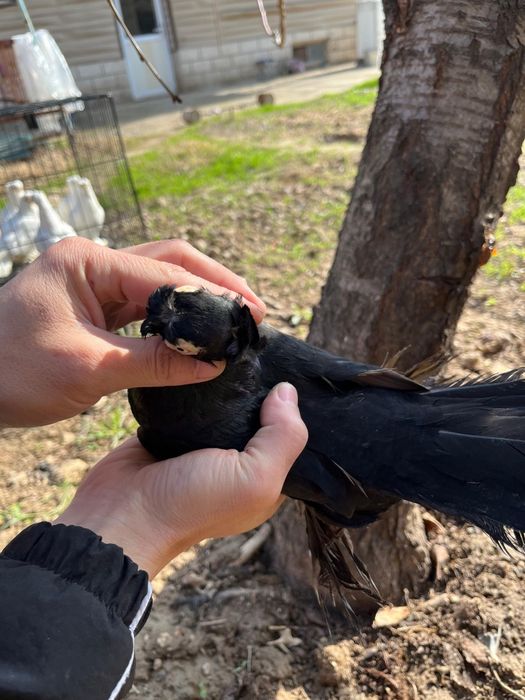 Кептер Көгершін голуби