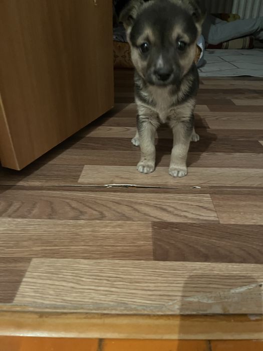 Отдам даром щенка девочку